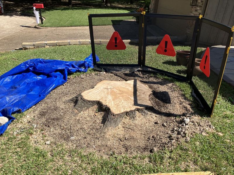 Stump before grinding