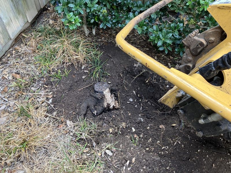 Stump before grinding